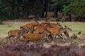 05 Hoge Veluwe, edelherten